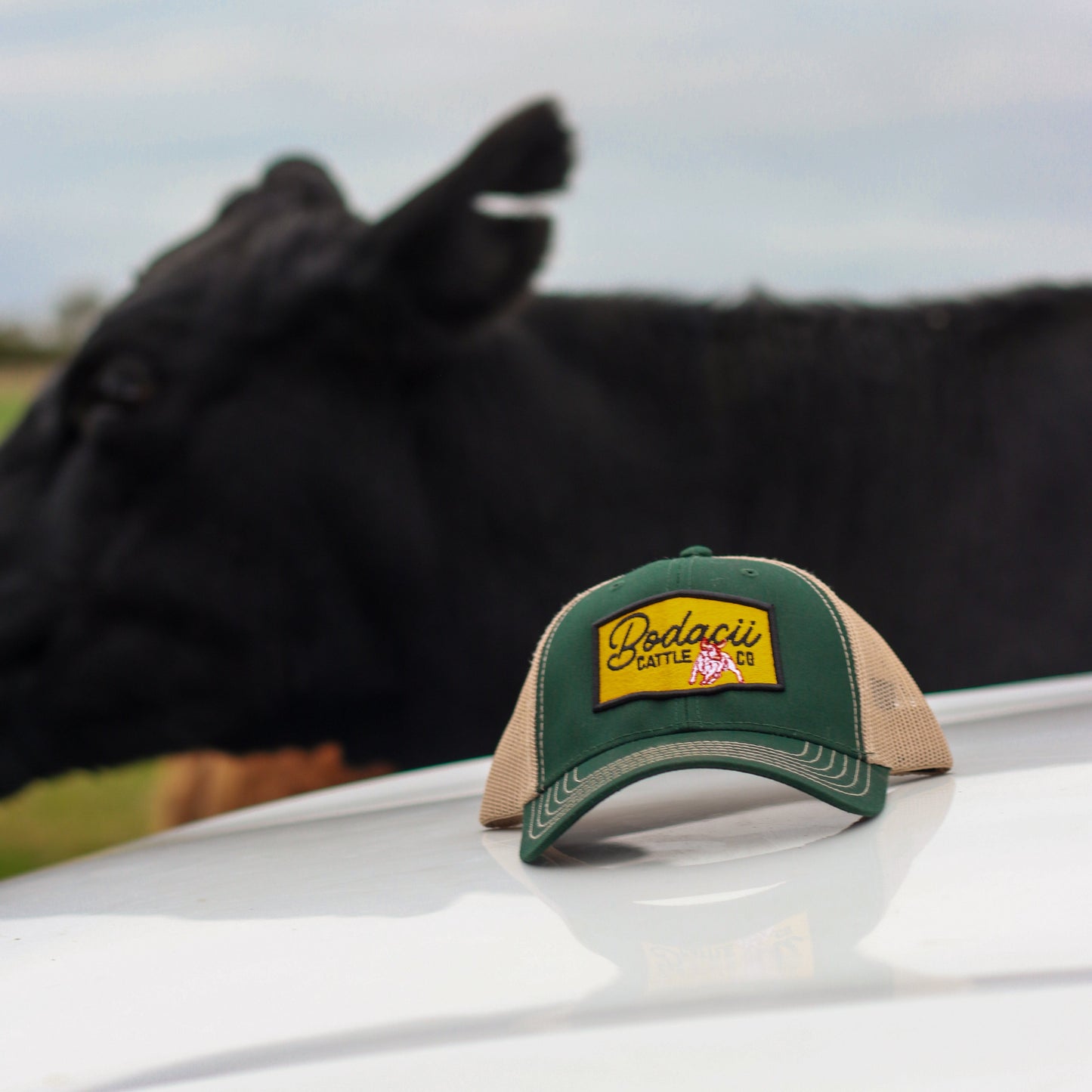 Green and beige western trucker capon pick up truck, cattle in the background