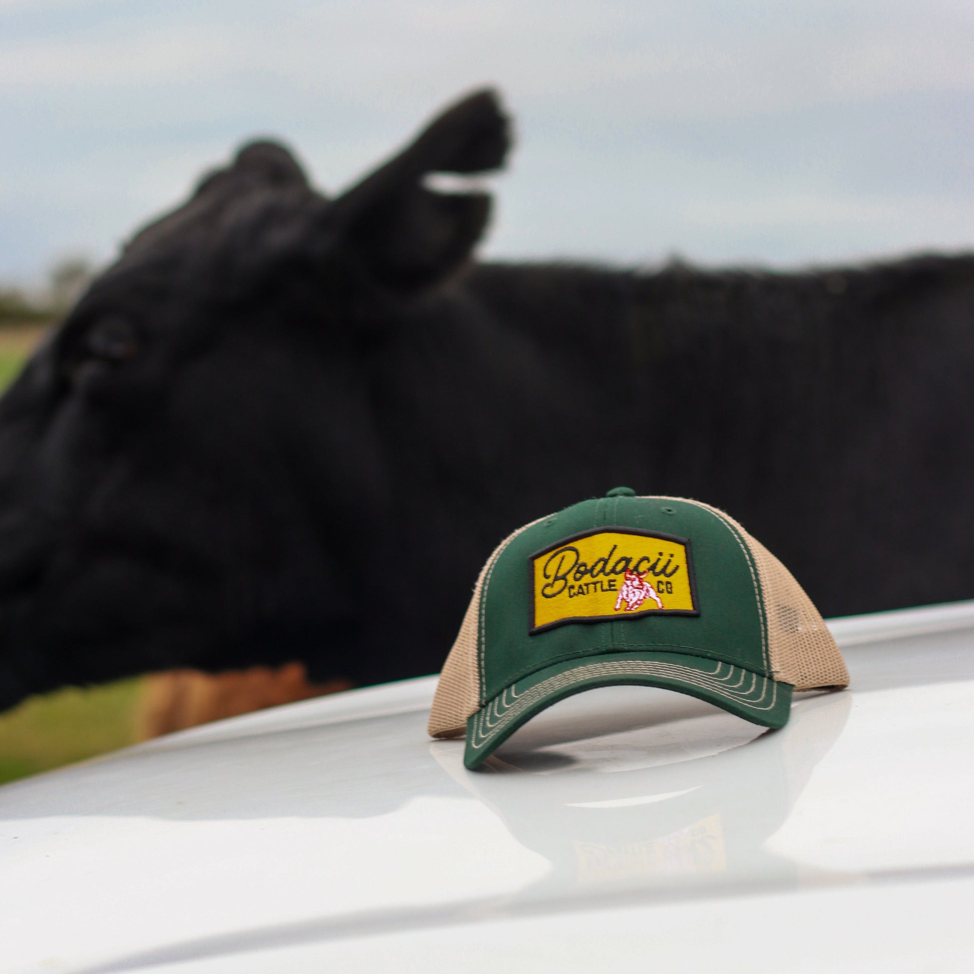 Green and beige western trucker capon pick up truck, cattle in the background